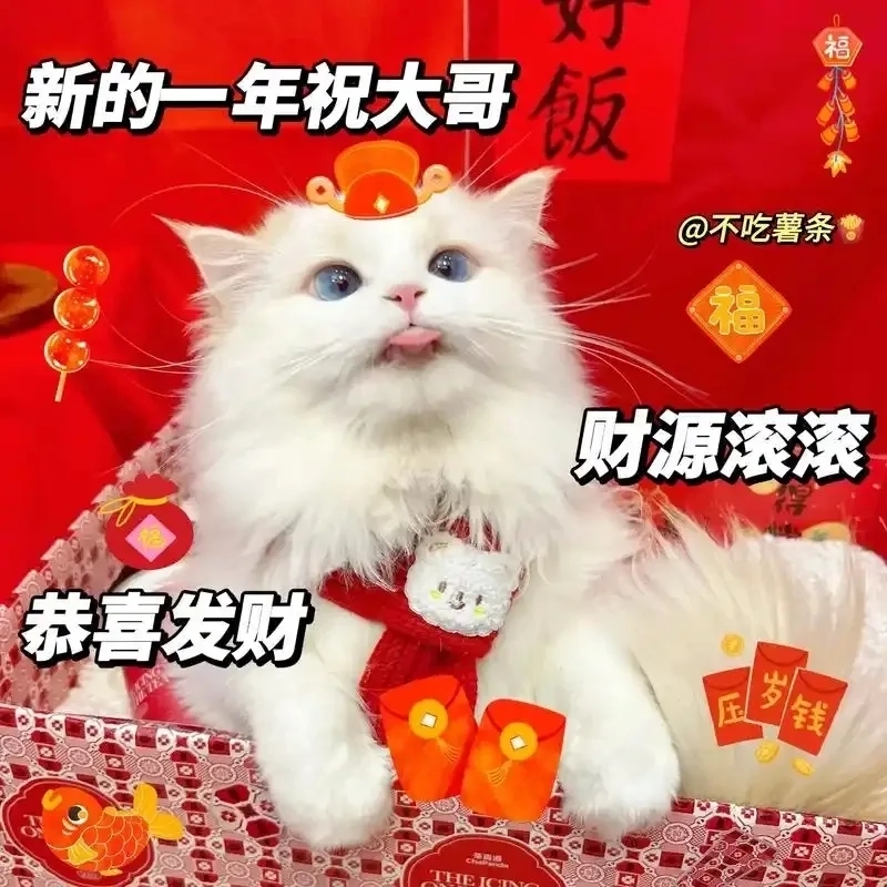 Bộ sưu tập ảnh mèo tết meme siêu cute