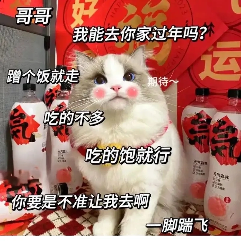 Mùa lễ hội thêm vui cùng ảnh mèo meme tết