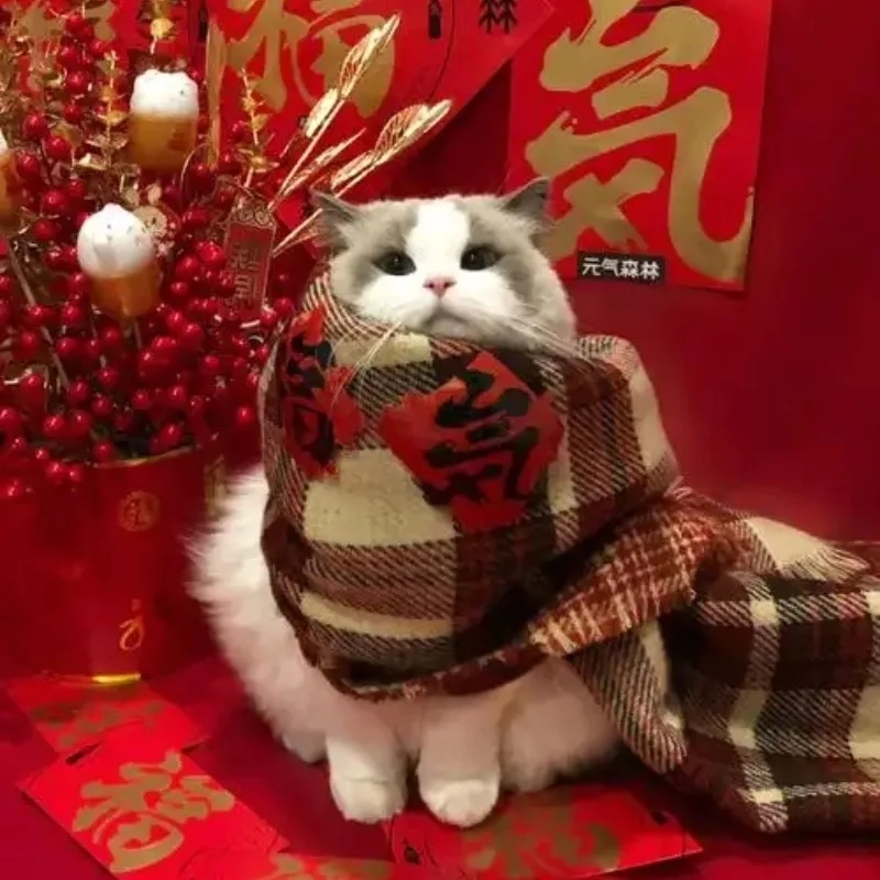 Tết không nhàm chán với mèo meme tết lầy lội