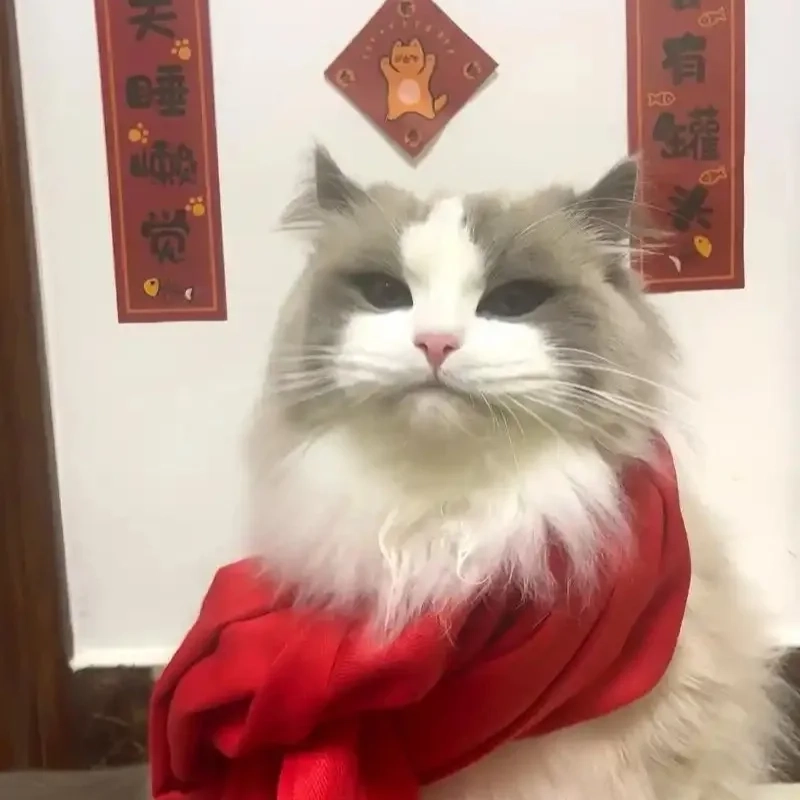 Cười sảng khoái nhờ ảnh meme mèo tết độc đáo