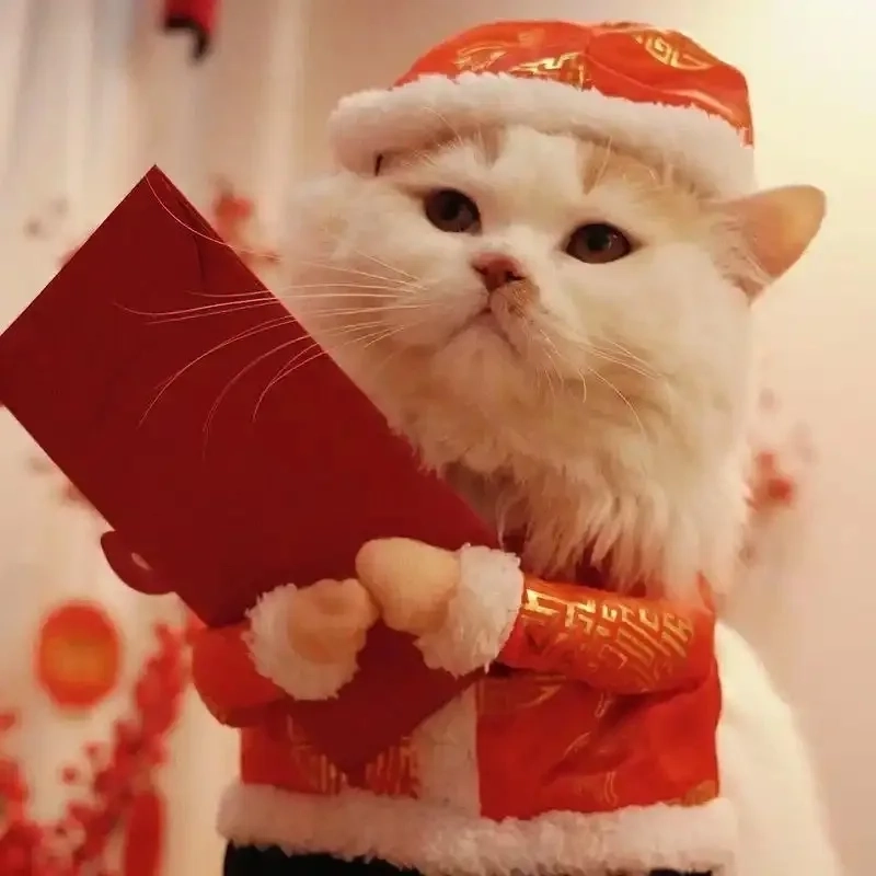 Gây sốt mạng xã hội với ảnh con mèo meme tết
