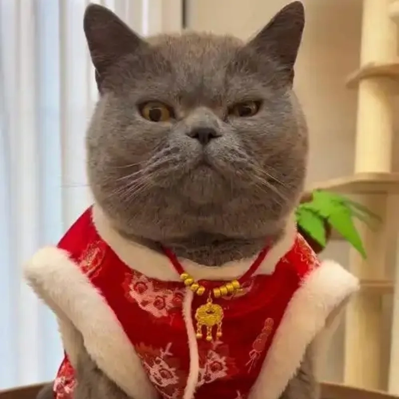 Chọn ngay avatar mèo meme tết làm ảnh đại diện xịn xò