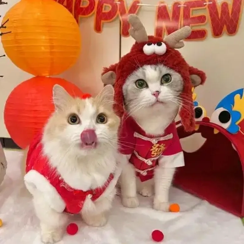 Nổi bật cả mạng với avata mèo tết meme