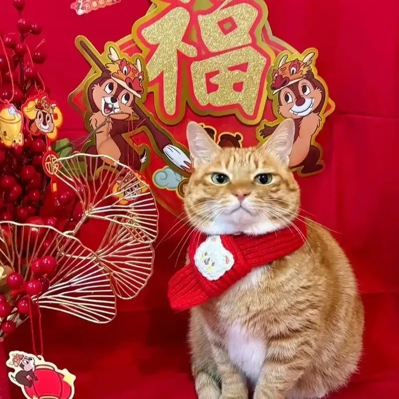 Tết về rồi, đổi liền hình nền mèo meme tết siêu cưng