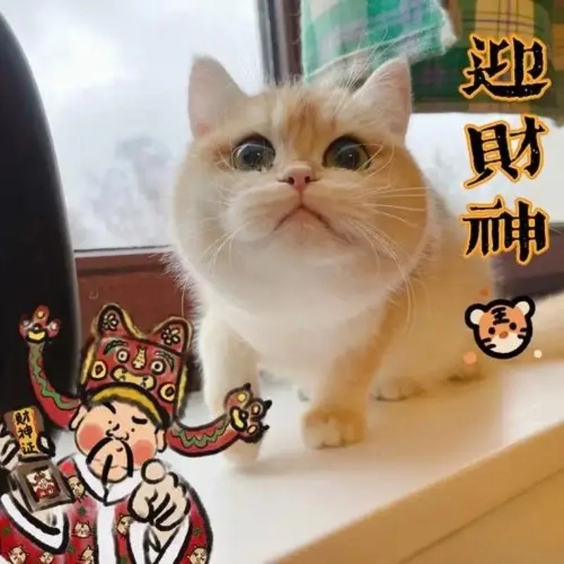 Bộ sưu tập ảnh mèo meme tết 2024 đáng yêu hết nấc