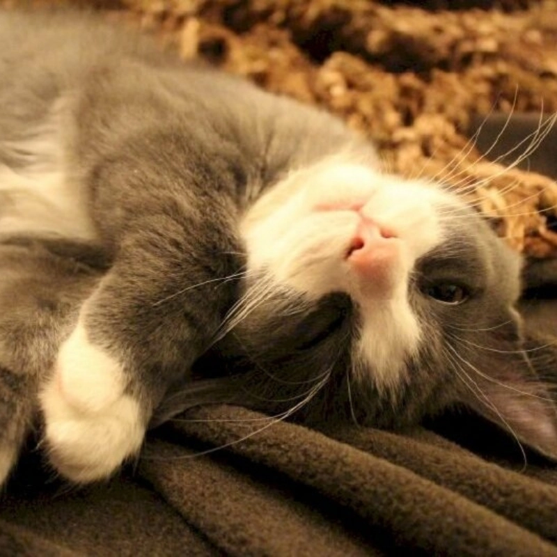 Mỗi ngày thức dậy là một lần thốt lên meme tôi quá mệt mỏi rồi