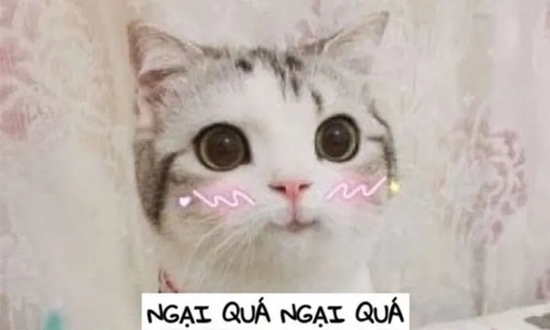  Cập nhật ảnh meme ngại hot nhất mạng xã hội hiện nay 