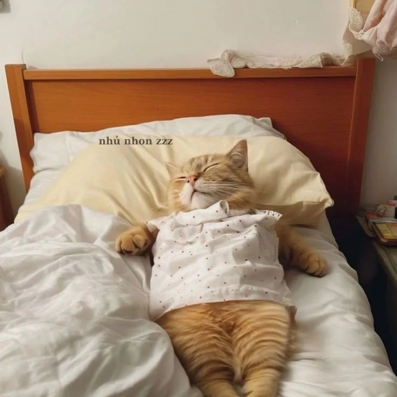Khi tâm hồn bạn chỉ cần một giấc meme ngủ sâu