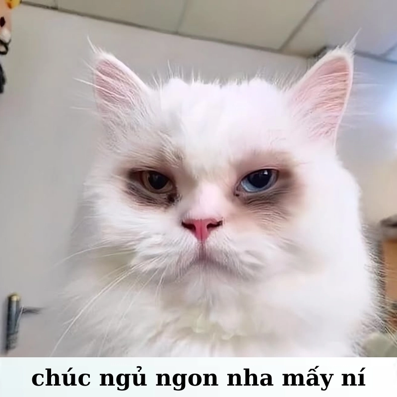 Màn đêm vắng lặng chỉ còn ta với mất ngủ meme
