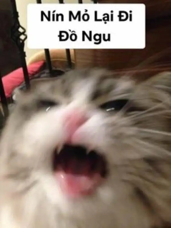 Biểu cảm siêu buồn cười trong meme mèo nín