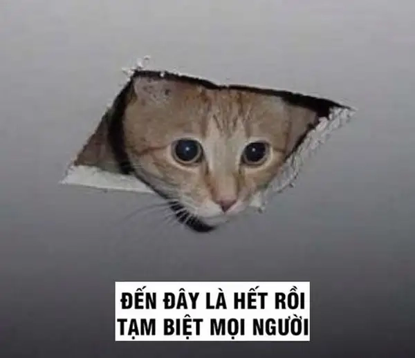 Đăng nhẹ bye meme là cả thế giới biết bạn rời đi