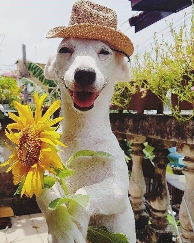  Tuyển chọn ảnh meme tặng hoa hài hước siêu đáng yêu 