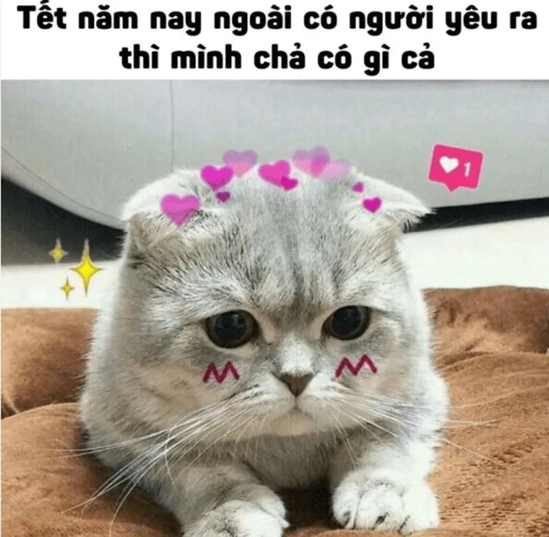 Vui Tết không ngớt với ảnh mèo tết meme bựa cực chất