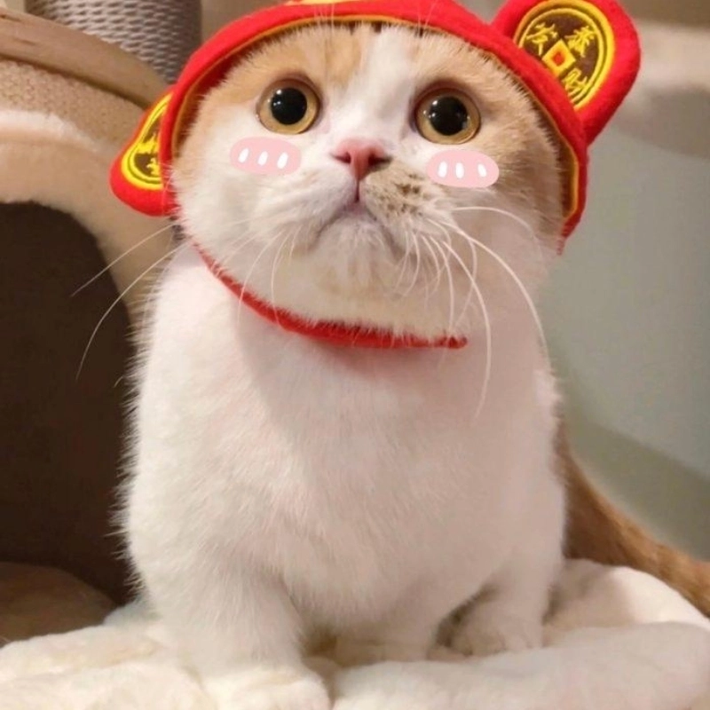 Thêm sắc màu với meme mèo ngày tết siêu cute