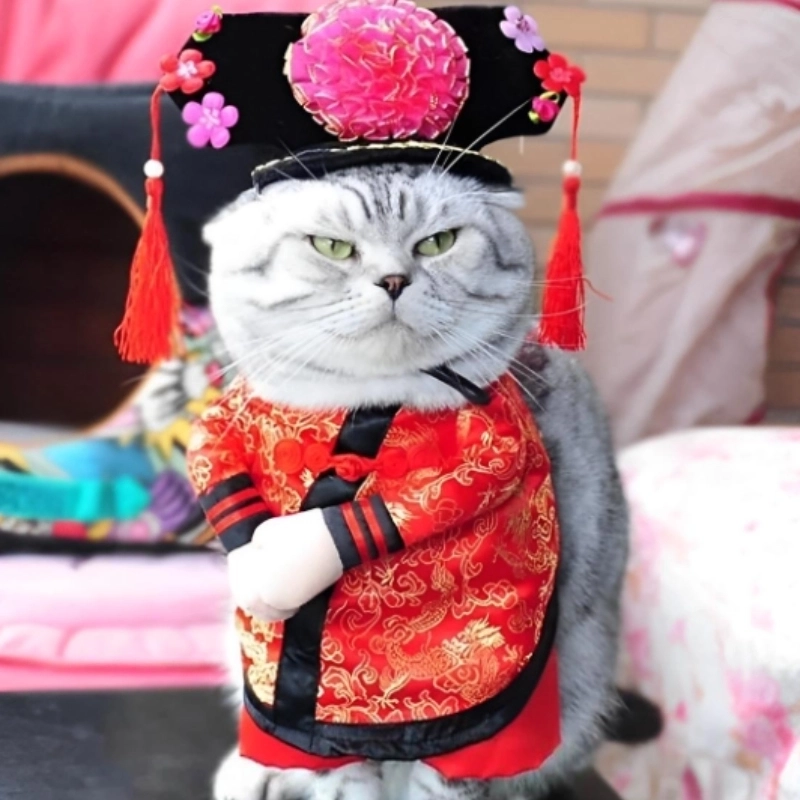 Đổi gió màn hình với hình nền mèo meme tết siêu cute