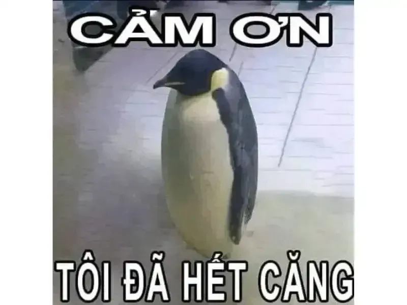 Thả cảm xúc bằng thank you meme gif đầy biểu cảm