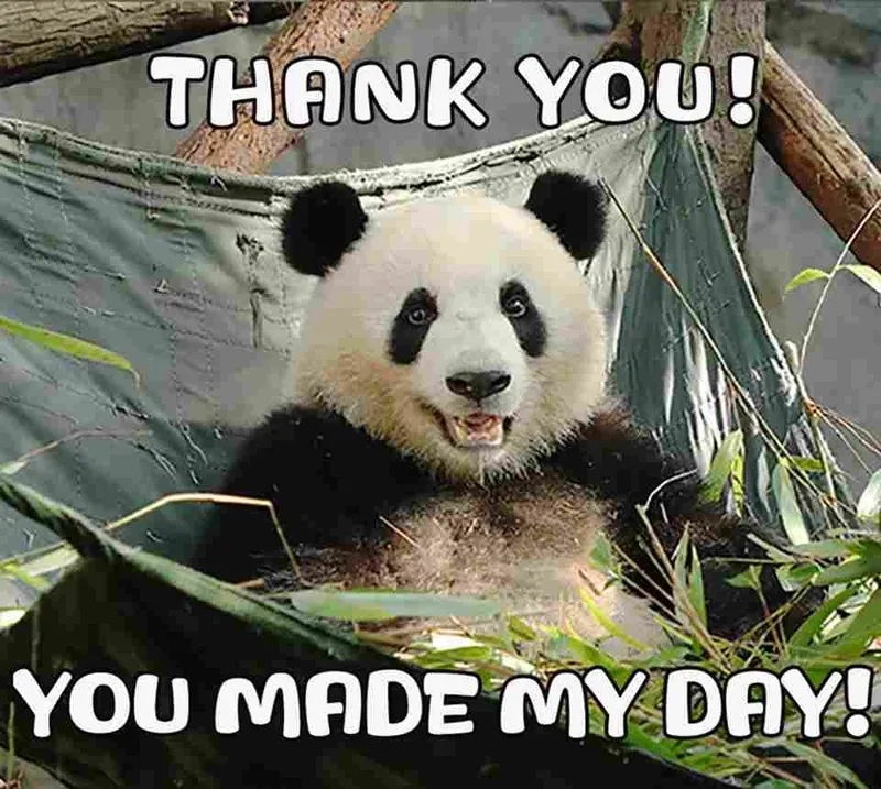 Hài hước kiểu cảm ơn cực chất thank you funny meme
