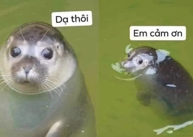 Khi Elvis nói lời cảm ơn trong thank you very much meme