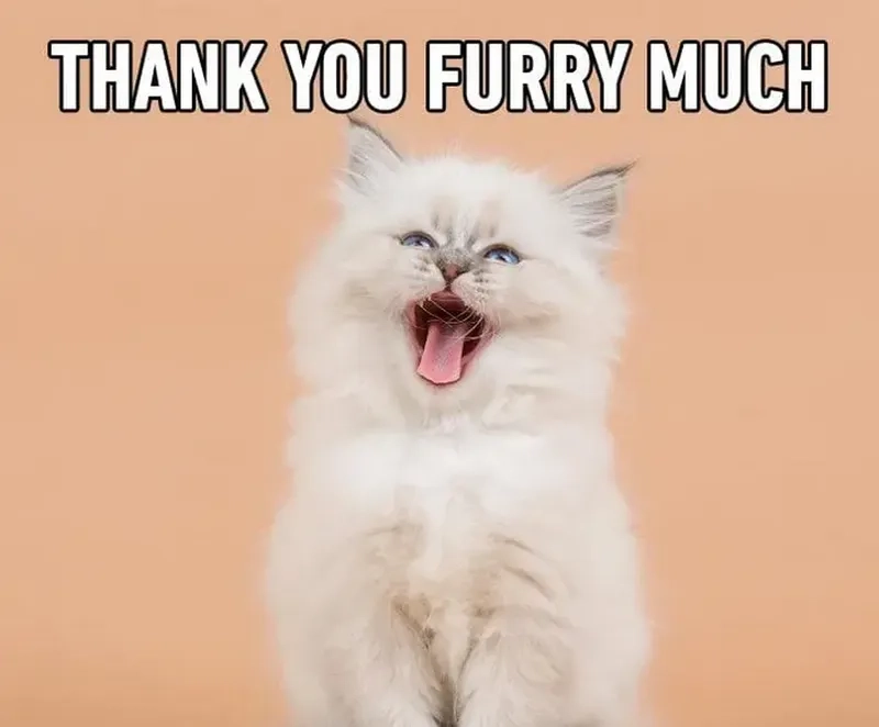 Thái độ cực gắt với meme thank you for your opinion