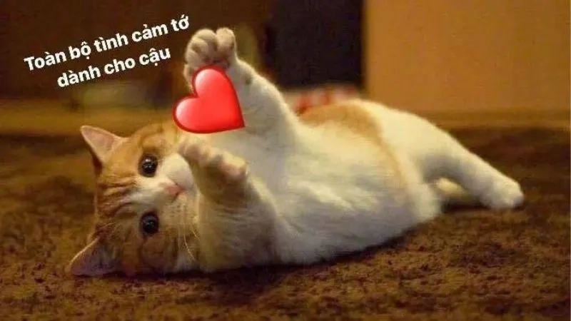  Xem ngay bộ sưu tập ảnh meme tình yêu viral nhất mạng 