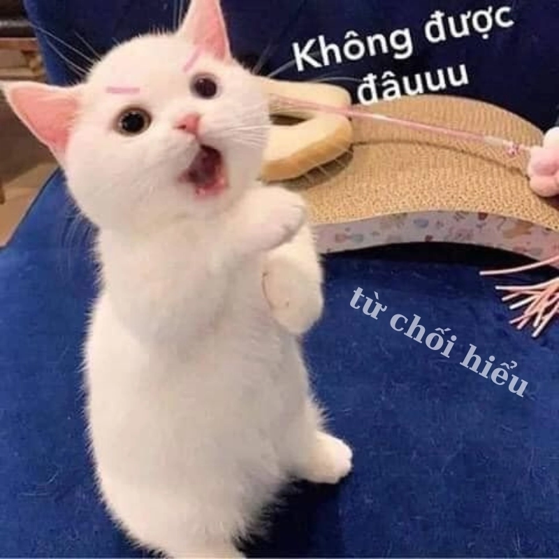 Khi boss nhà bạn có biểu cảm meme mèo từ chối hiểu