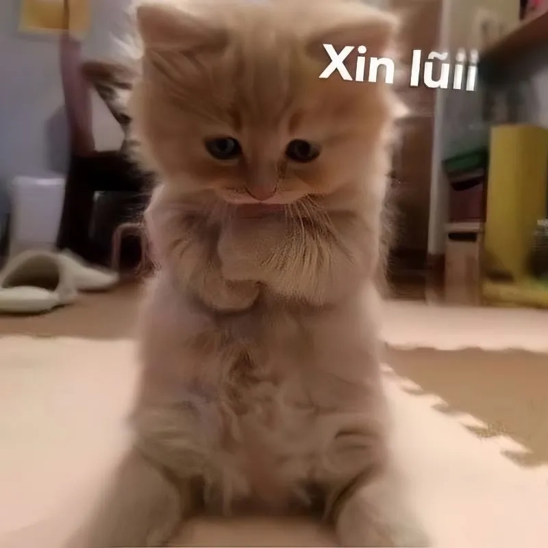  Tổng hợp ảnh meme xin lỗi hài hước khiến ai cũng bật cười 