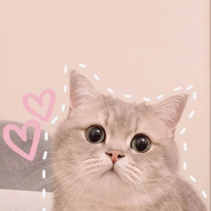 Ảnh vui nhộn về mèo béo chibi siêu hài hước