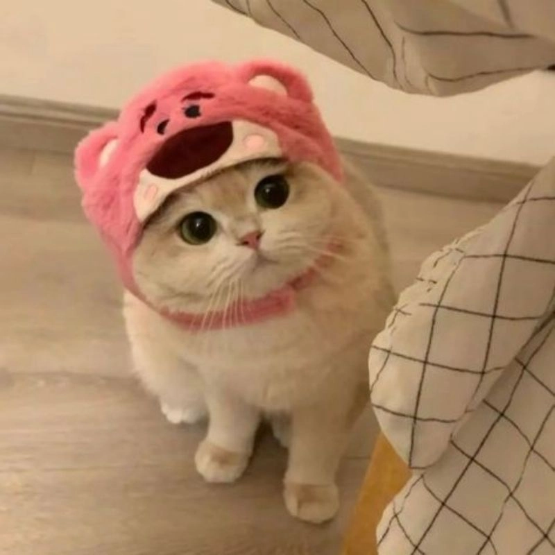 Tuyển tập ảnh mèo con chibi cute đáng yêu khó tả