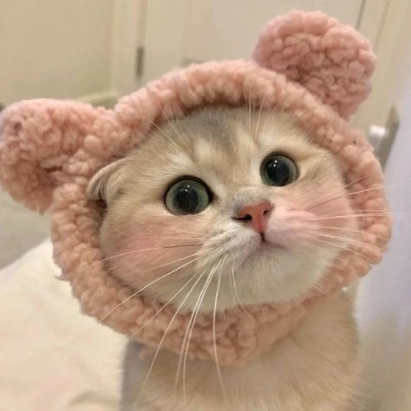 Xem bộ sưu tập ảnh con mèo cute chibi hấp dẫn