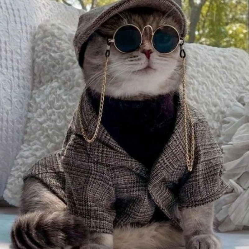 Bộ sưu tập ảnh mèo chi bi ngộ nghĩnh siêu cute