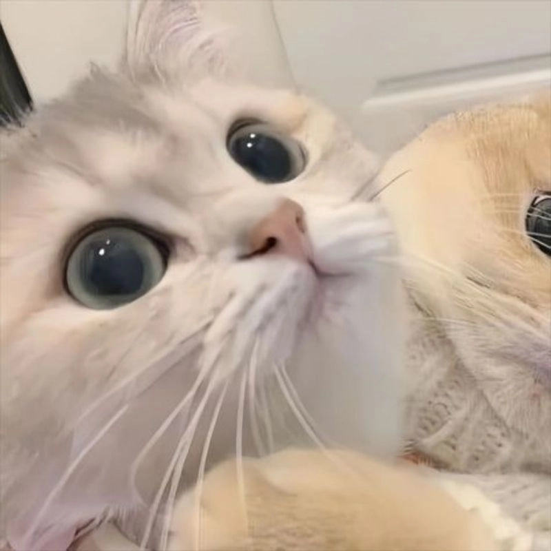 Xem ngay bộ ảnh chibi cute mèo đầy màu sắc vui nhộn