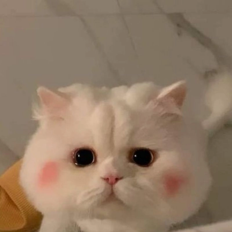 Sưu tầm bộ ảnh chibi mèo cute siêu hot ngày nay