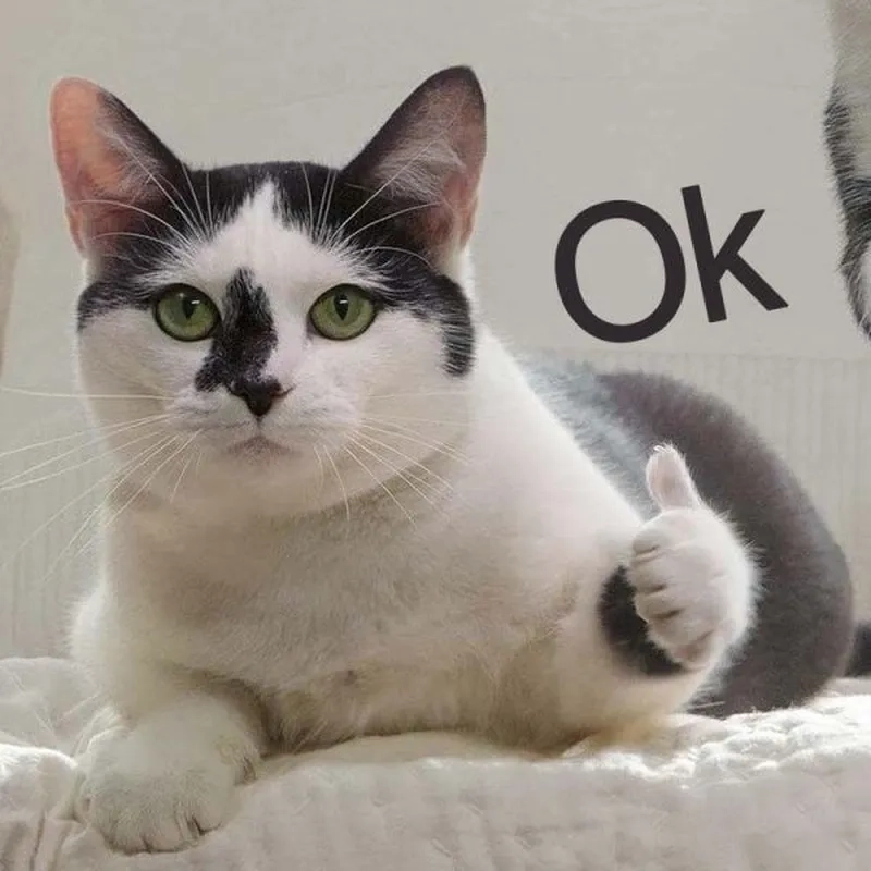 Dễ thương khó cưỡng với meme mèo ok siêu cấp đáng yêu