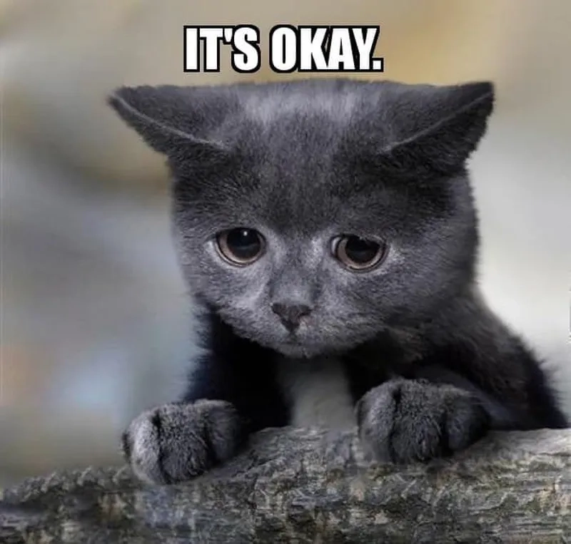 Đỉnh cao đáng yêu thuộc về ok meme mèo