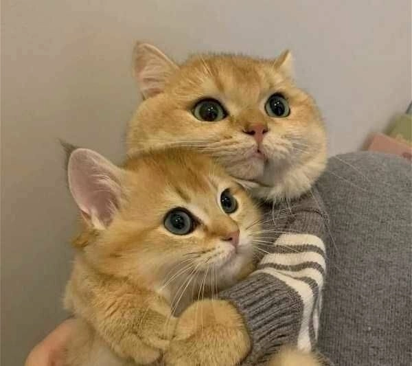 Gửi yêu thương nhẹ nhàng với meme ôm cute