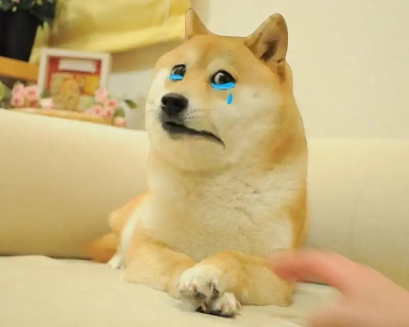 Tuyển tập hài hước từ ảnh chó shiba meme siêu đáng yêu