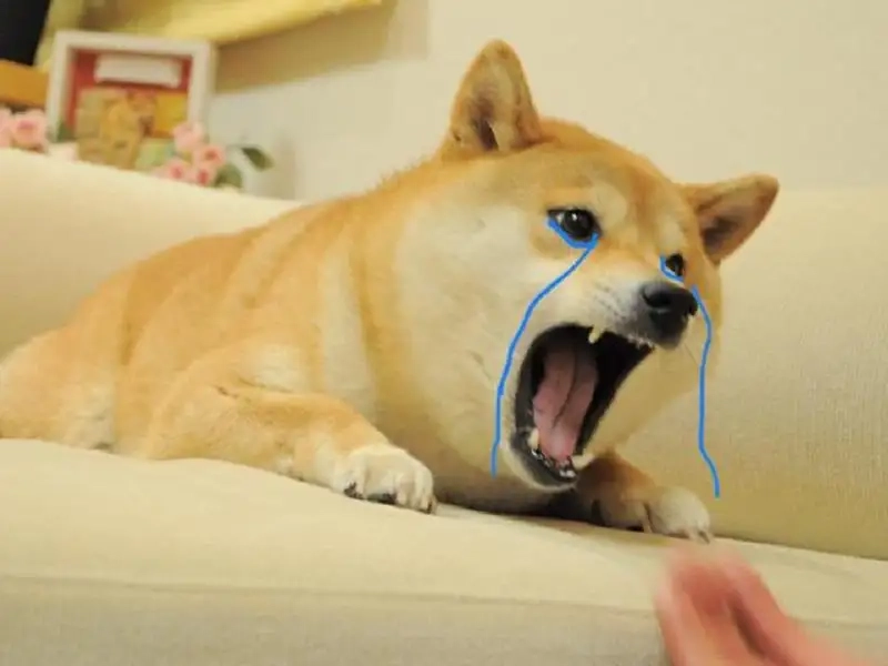 Thỏa sức giải trí với bộ ảnh chất lượng của ảnh meme shiba