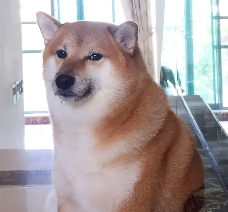 Tải ngay hình nền chó shiba meme chất lượng cao cho điện thoại bạn