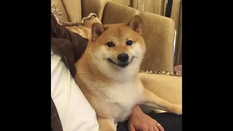 Tham gia trào lưu với bộ ảnh meme shiba inu siêu hot hiện nay