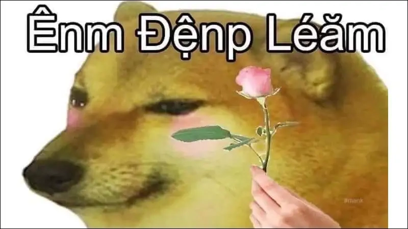 Bộ ảnh vui nhộn từ hình chó shiba meme làm ngày bạn thêm vui vẻ