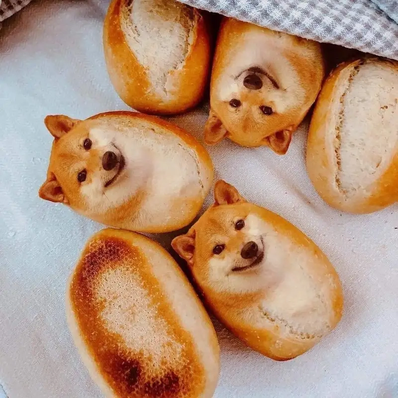 Biểu cảm cực chất của shiba bonk meme khiến bạn không thể bỏ qua