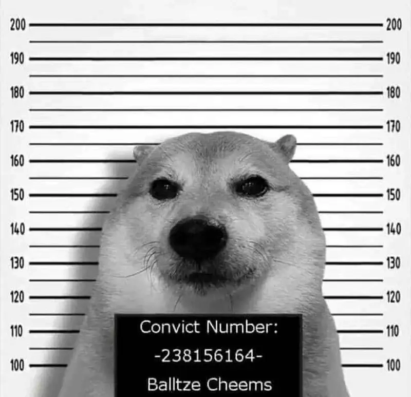 Bộ ảnh hài hước nhất với cheems shiba meme cho ngày thêm vui vẻ