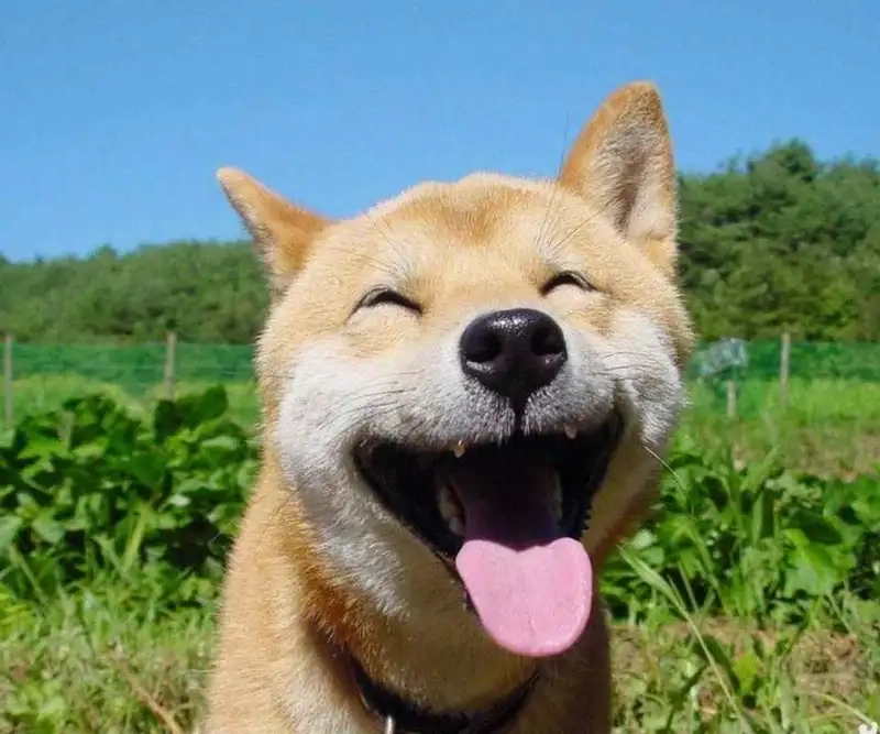 Xem ngay những hình ảnh hài hước với hình ảnh cheems meme