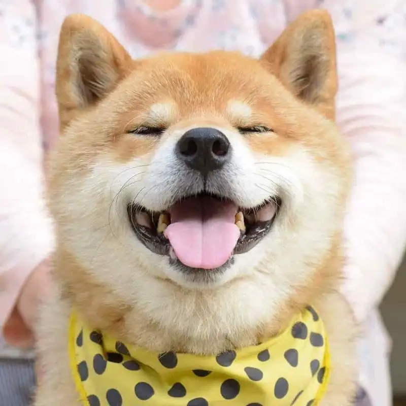 Khám phá bộ sưu tập hài hước và độc đáo từ hình ảnh meme cheems