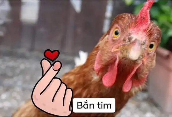 Không thể không cười với meme chân gà thả tim bá đạo