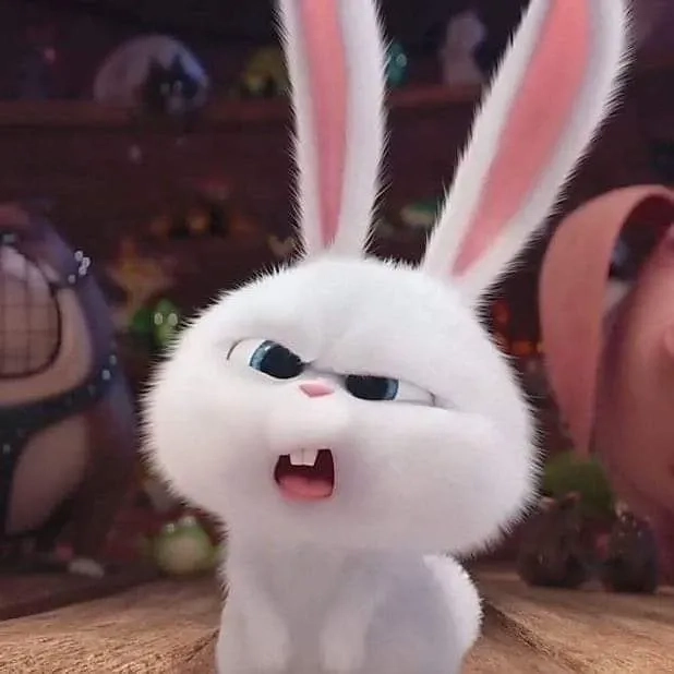  Tổng hợp ảnh thỏ snowball đẹp, siêu đáng yêu cho fan yêu thỏ 