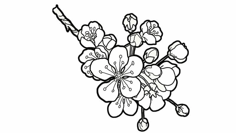 Tô sắc xuân cùng tranh tô màu bông hoa đào đơn giản đẹp