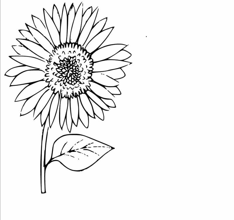 Tranh tô màu bông hoa hướng dương rực rỡ cho bé thỏa sức