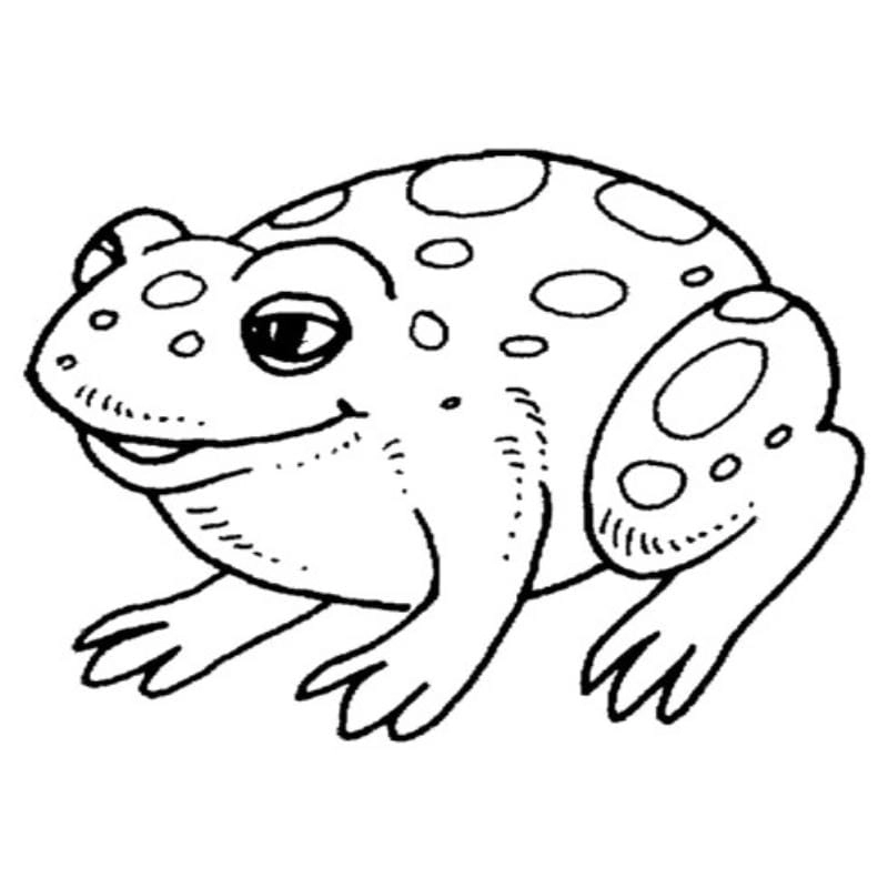 Bé 4 tuổi học màu với tranh tô màu con vật cho bé 4 tuổi