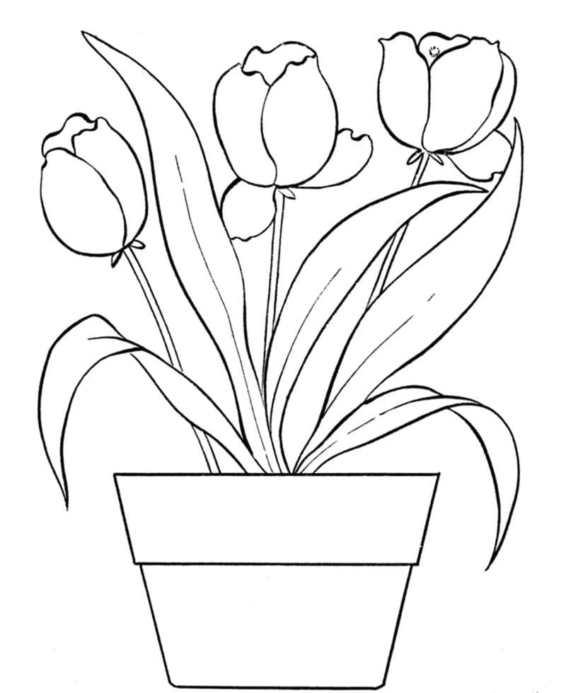 Rực rỡ sắc màu cùng tranh tô màu phong cảnh hoa tulip